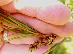Dracophyllum longifolium