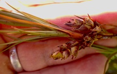 Dracophyllum longifolium