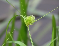 Carex bohemica