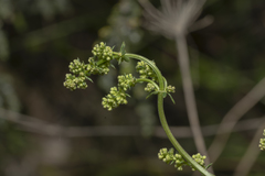 Galium heldreichii