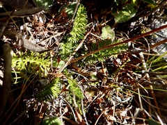 Anisotome aromatica