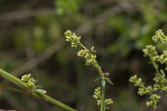 Galium heldreichii