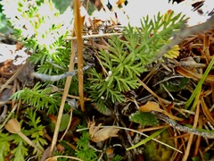 Anisotome aromatica