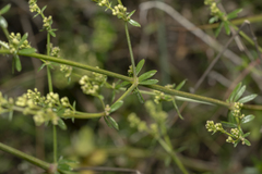 Galium heldreichii