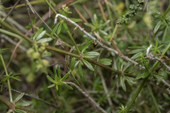 Galium heldreichii