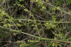 Galium heldreichii