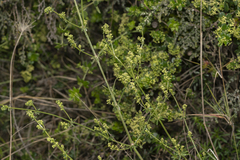 Galium heldreichii