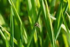 Clytocerus splendidus