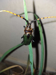 Retrachydes thoracicus