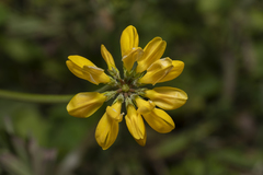 Securigera securidaca