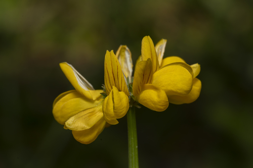 Image of Securigera securidaca by (c) Eleftherios Katsillis, some rights reserved (CC BY)
