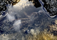 Grapsus longitarsis