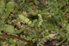 Securigera securidaca