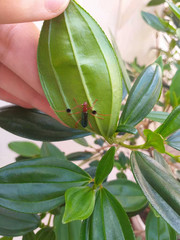 Cerambycinae