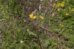 Securigera securidaca