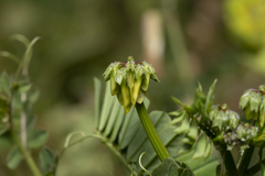 Securigera securidaca