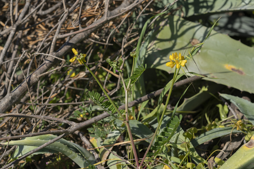 Image of Securigera securidaca by (c) Eleftherios Katsillis, some rights reserved (CC BY)