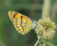 Colotis vesta