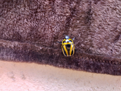 Macraspis cincta