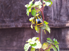 Macraspis cincta