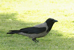 Corvus cornix