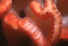 Sycozoa cerebriformis