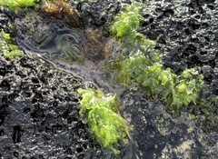 Ulva fasciata