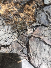 Dolomedes instabilis