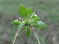 Hyaloperonospora praecox