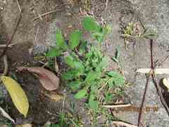 Cyanthillium cinereum