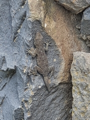 Ptyodactylus puiseuxi
