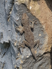 Ptyodactylus puiseuxi