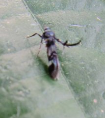 Schreckensteinioidea