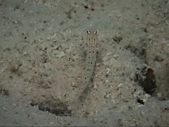 Valenciennea longipinnis