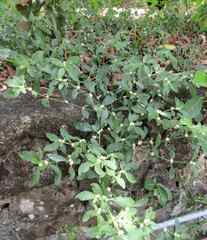 Alternanthera bettzickiana