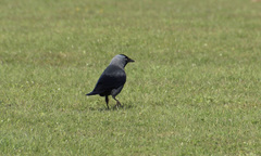 Corvus monedula