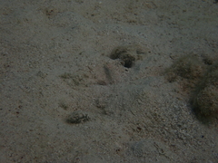 Valenciennea longipinnis