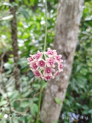 Hoya diversifolia