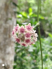 Hoya diversifolia