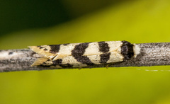 Lepidoscia characota