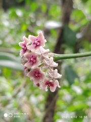 Hoya diversifolia