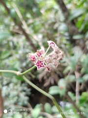 Hoya diversifolia