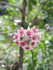 Hoya diversifolia