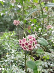 Hoya diversifolia