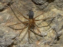 Loxosceles yucatana