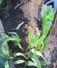 Pyrrosia adnascens