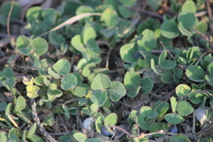 Medicago lupulina