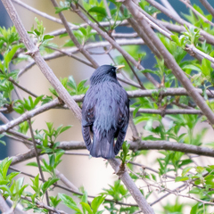 Sturnus unicolor