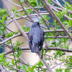 Sturnus unicolor