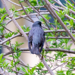 Sturnus unicolor